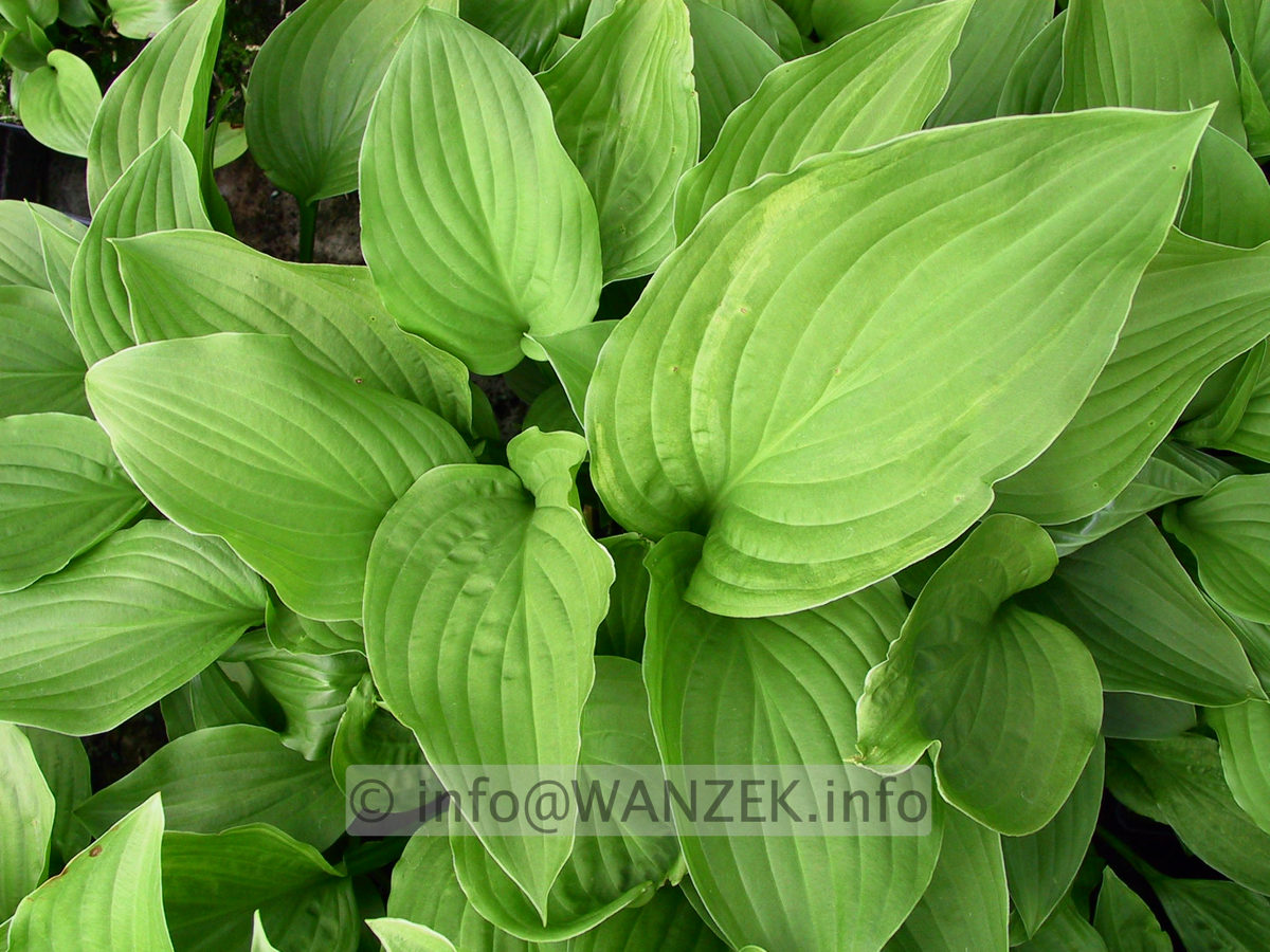 Hosta Hybride Sweet Susan 04.jpg